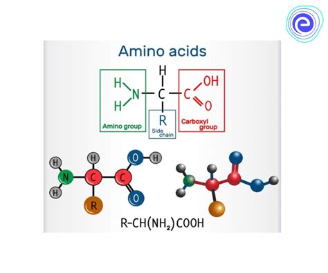 Amino Acids Definition Properties Common Amino Acids Embibe