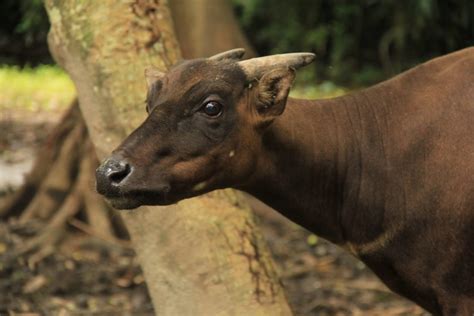 Anoa Endemic Animal Of Sulawesi Taman Safari Bali