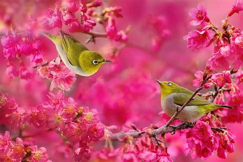 30 Cute Bird With Most Beautiful Colors Entertainmentmesh Hd