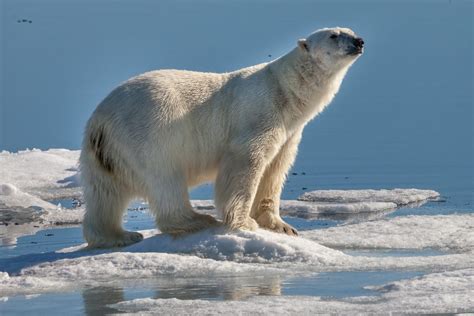 Climate Change Will Mean Mass Movement Of Wildlife — How To Prepare