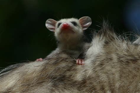 Virginia Opossum A Yards Ideal Visitor Welcome Wildlife