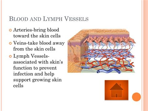Ppt Parts Of The Skin Click On A Start To Learn More About Its