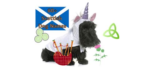 Scottish Dog Names Petstime