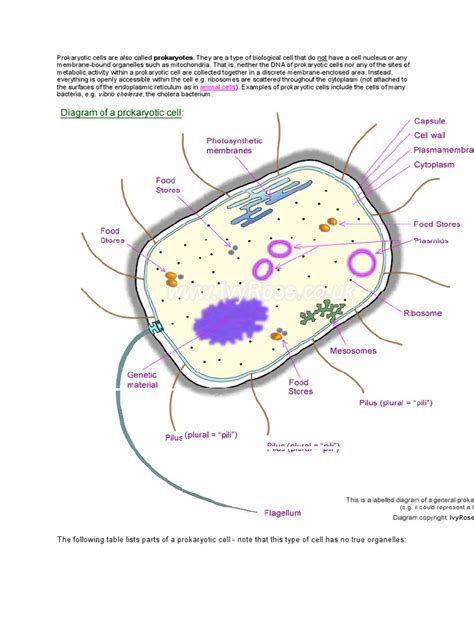 Eukaryotic cells are bigger and more complex than prokaryotic cells. Prokaryotic Cells Are Also Called | Cellular Respiration ...