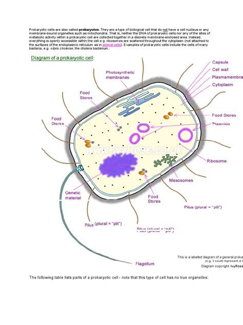 Eukaryotic cells are bigger and more complex than prokaryotic cells. Prokaryotic Cells Are Also Called | Cellular Respiration ...