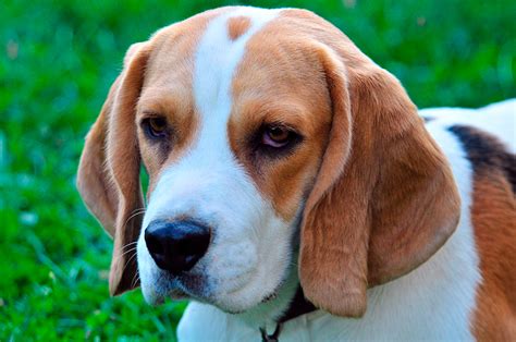 Beagle Características Comportamiento Y Cuidados
