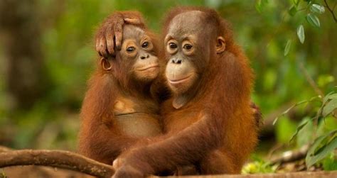 The rapid rate of species loss should concern human beings because many are dying out due to pollution and environmental degradation, problems that affect. We've Been Misunderstanding Orangutans For A Long Time