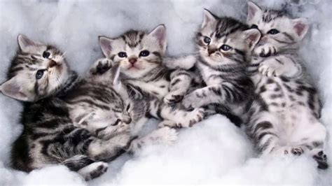 Cutest Kittens Ever Cutest American Shorthair Kittens Youtube