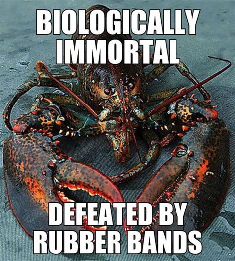 That Poor Lobster Ocean Creatures Live Lobster Lobster
