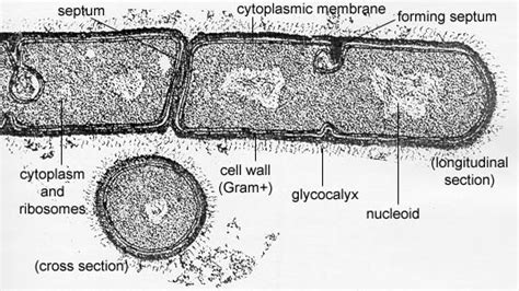 Biol 230 Lecture Guide Prokaryotic Cell