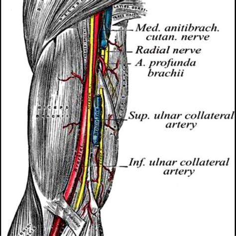 Anatomic Course Of The Brachial Artery In The Upper Arm With Its Major