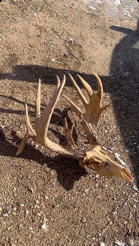 Pin By Adam On Whitetail Deer Whitetail Deer Dead Head Hunting