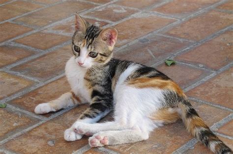 Check spelling or type a new query. Kucing Belang Tiga Warna Hanya untuk Betina, Mitos atau ...