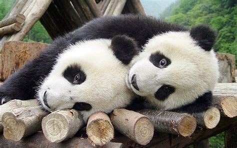 Love Pandas Two Fluffy Adorable Giant Pandas Spooning ♥ The Animal