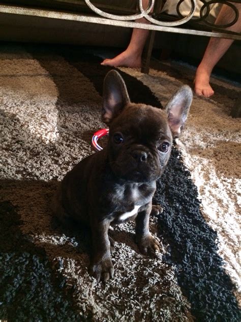 35 French Bulldog And Boston Terrier Mix Puppies Image