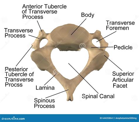 The Anatomy Of The Cervical Spine C4 Stock Illustration Illustration