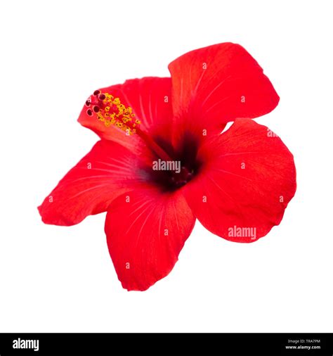 Single Bright Red Hibiscus Flower Isolated On White Stock Photo Alamy