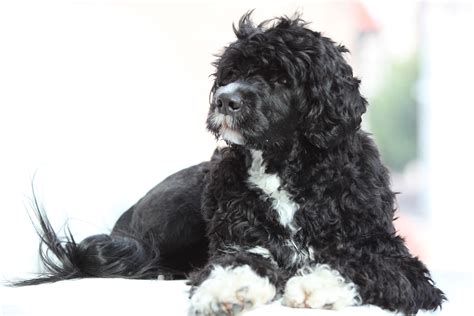 Portuguese Water Dog Puppy Portuguese Water Dog Portugese Water