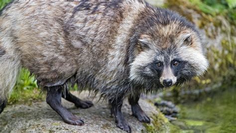 Raccoon Dogs Loose In English Village Crossroads Today