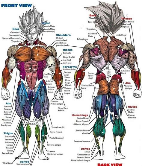 In this article, i look at different models to predict. Saiyan anatomy chart | Dragon ball art, Human anatomy ...