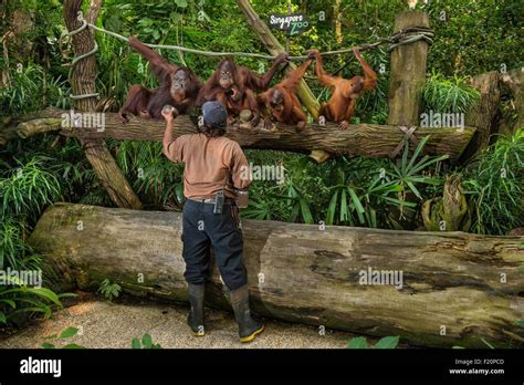Singapore Singapore Zoological Gardens Mandai Zoo Orangutans Pongo