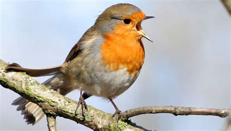 Zu den gartenvögeln kann fast jede vogelart gehören, es hängt von der größe und von der beschaffenheit eines gartens ab. Bestimmen Sie Deutschlands Singvögel (mit Vogelstimmen ...