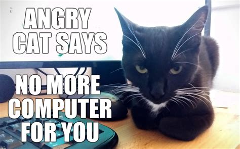 Angry Cat Says No More Computer For You Imgflip