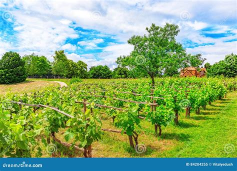 vineyards in the french countryside on a sunny day stock image image of chardonnay field