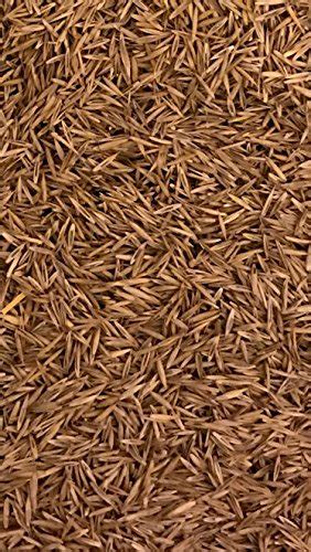5lbs Creeping Red Fescue Lawn Grass Seed Fully Tested Quick