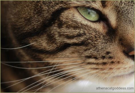 Athena Cat Goddess Wise Kitty Wordless Whiskers Wednesday