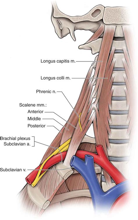 The Cervical Spine Musculoskeletal Key