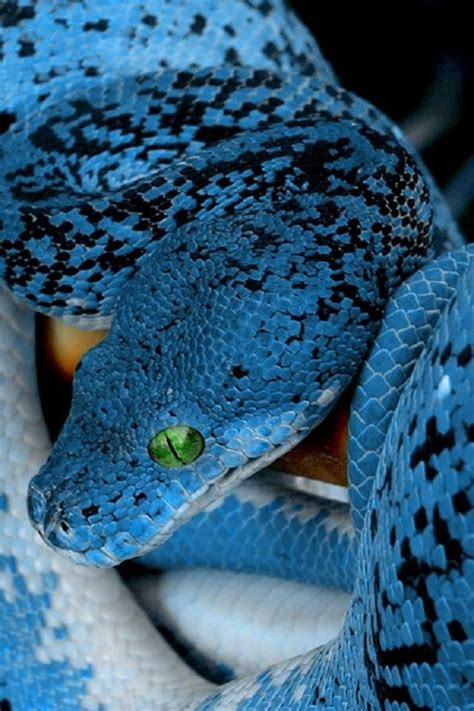 Blue Python Snake Reptile Snakes Beautiful Snakes