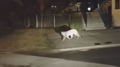 Video Shows Cougar Prowling Coquitlam Neighbourhood After Dark Ctv News