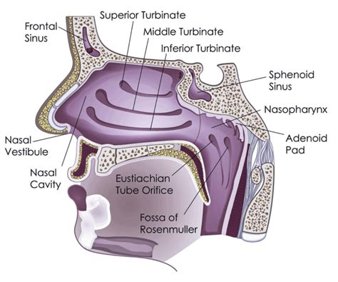 Human Nose Sinus Mouth Cavity Anatomical Structure Anatomynote My Xxx