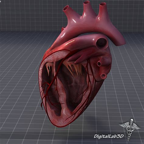 Human Heart Anatomy 3d Model