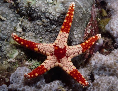 A Peppermint Sea Star Near The Seychelles This Colorful Marine Creature