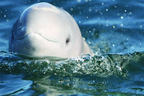 Five Fascinating Facts About Beluga Whales Frontiers North Adventures