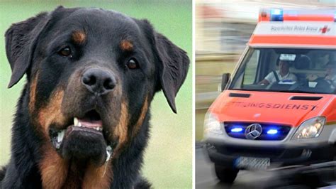 Nach Rottweiler Attacke In München So Rechtfertigt Sich Die Polizei