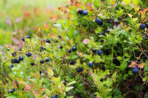 How To Grow Blueberries In Your Backyard The Plant Guide