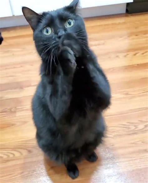 This Cat Went Viral Because He Learned To Beg In A Way That Melts