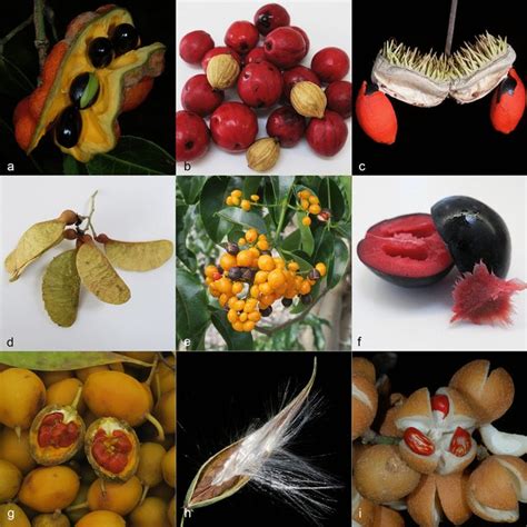 A Selection Of The Rainforest Fruits Collected Representing Fleshy And