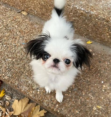 Japanese Chin Puppies For Sale