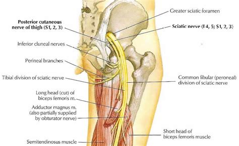 Above the back of the knee it. waluyotoyo: These inquisitive Sciatic nerve diagram