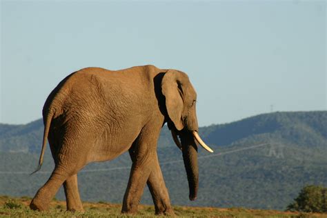 Five Star Lodge In The Addo Elephant National Park Amazing Elephant Photos