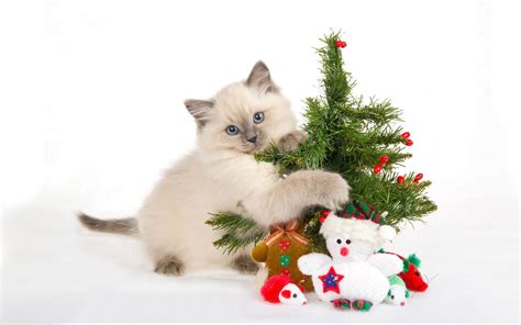 Funny Cat Christmas Wallpaper 55 Images