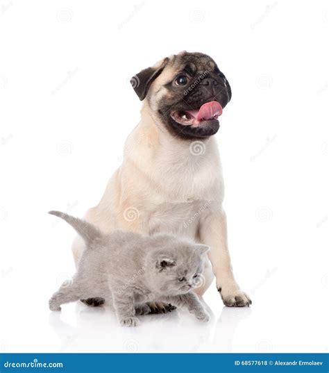 Newborn Kitten And Pug Puppy Together Isolated On White Stock Photo