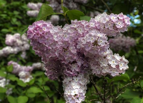 Lilacs At The Rochester Lilac Festival Lilac Flowers Plants