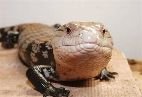 Blue Tongue Skink Breeders Cb Reptile Geckos For Sale Chameleons