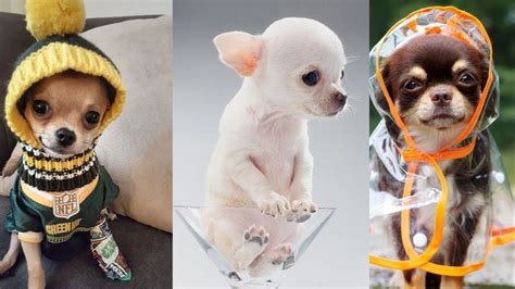 50 Of The Worlds Cutest Chihuahuas Compilation Video 2020 Edition