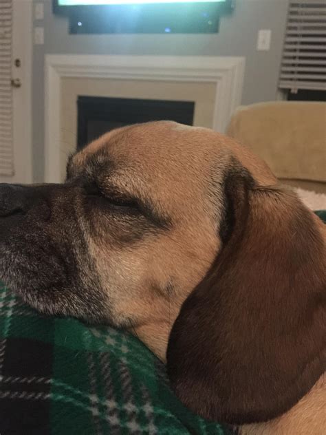I Just Noticed My Dog Has A Sleeping Old Man Face On Her Cheek Rfunny
